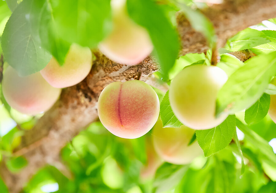 6月上〜中旬にしか収穫できないハニーローザの果実