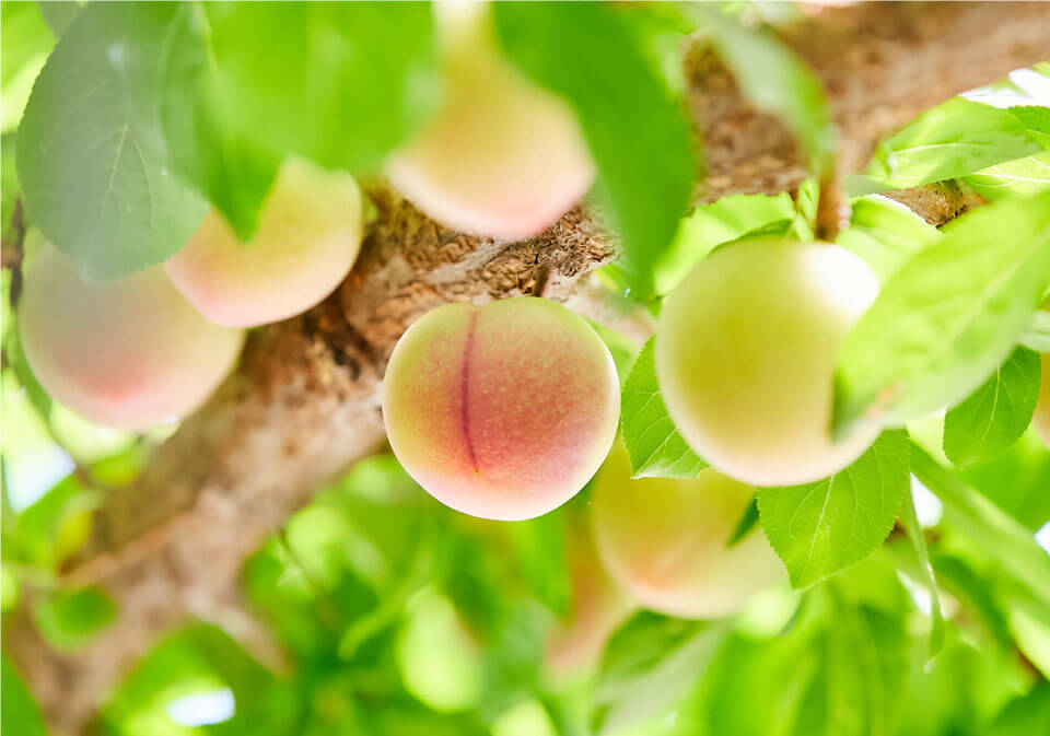 小ぶりながらも濃厚で食べ応えも◎。